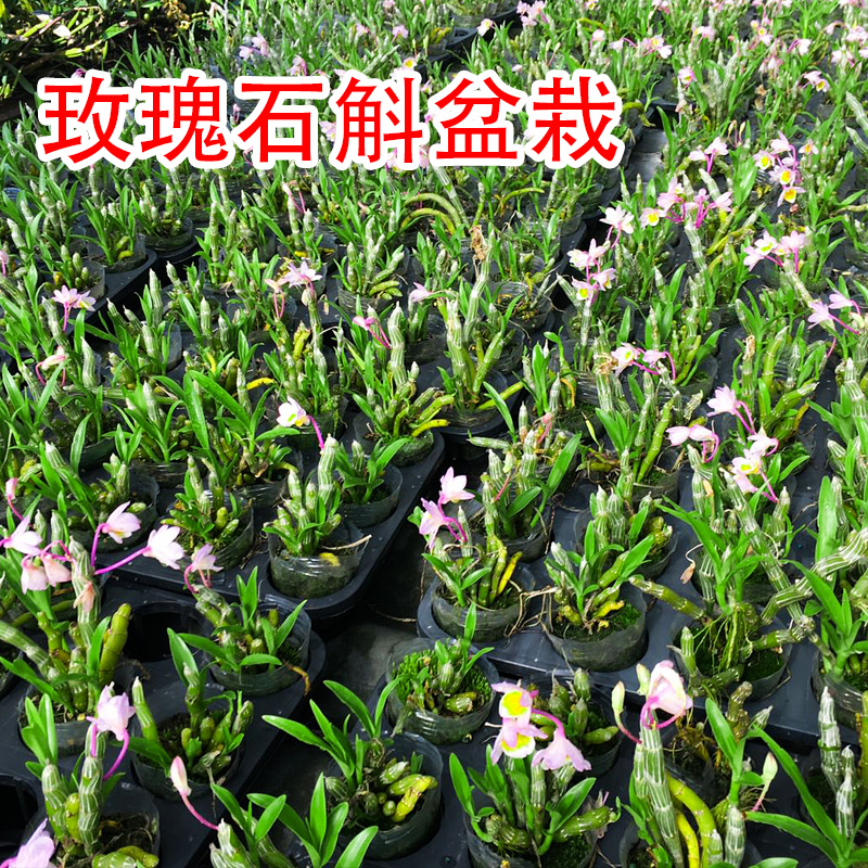 兰花 石斛 三角梅 一物一拍 