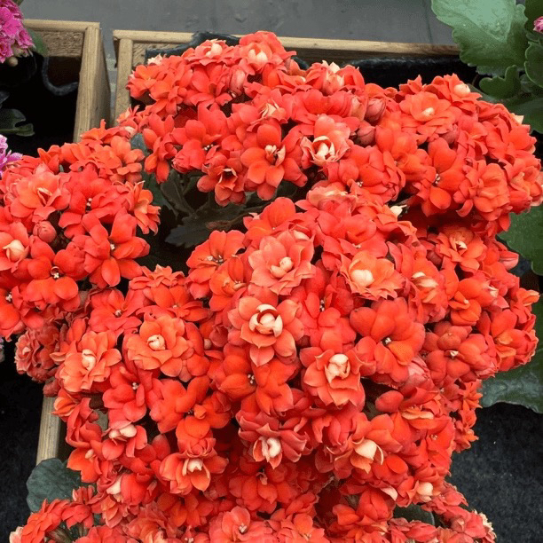 长寿花园～【赛欧】110盆