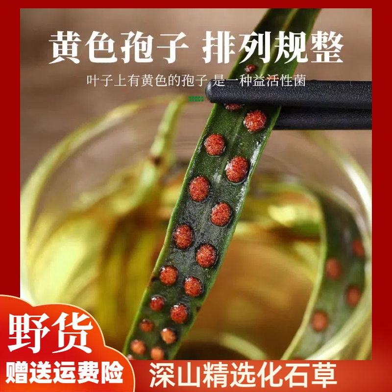 长白山非野生化石草中药材正品黄金草石苇草石韦茶嗷嗷叫另售荷叶