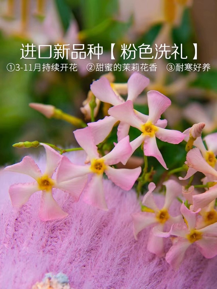 庭院爬藤植物粉色风车茉莉洗礼，室内室外阳台都可以种