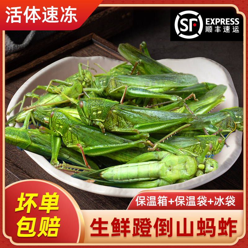 倒蹬山山东特色昆虫带籽油炸烧烤个头大蚱蜢鲜活速冻