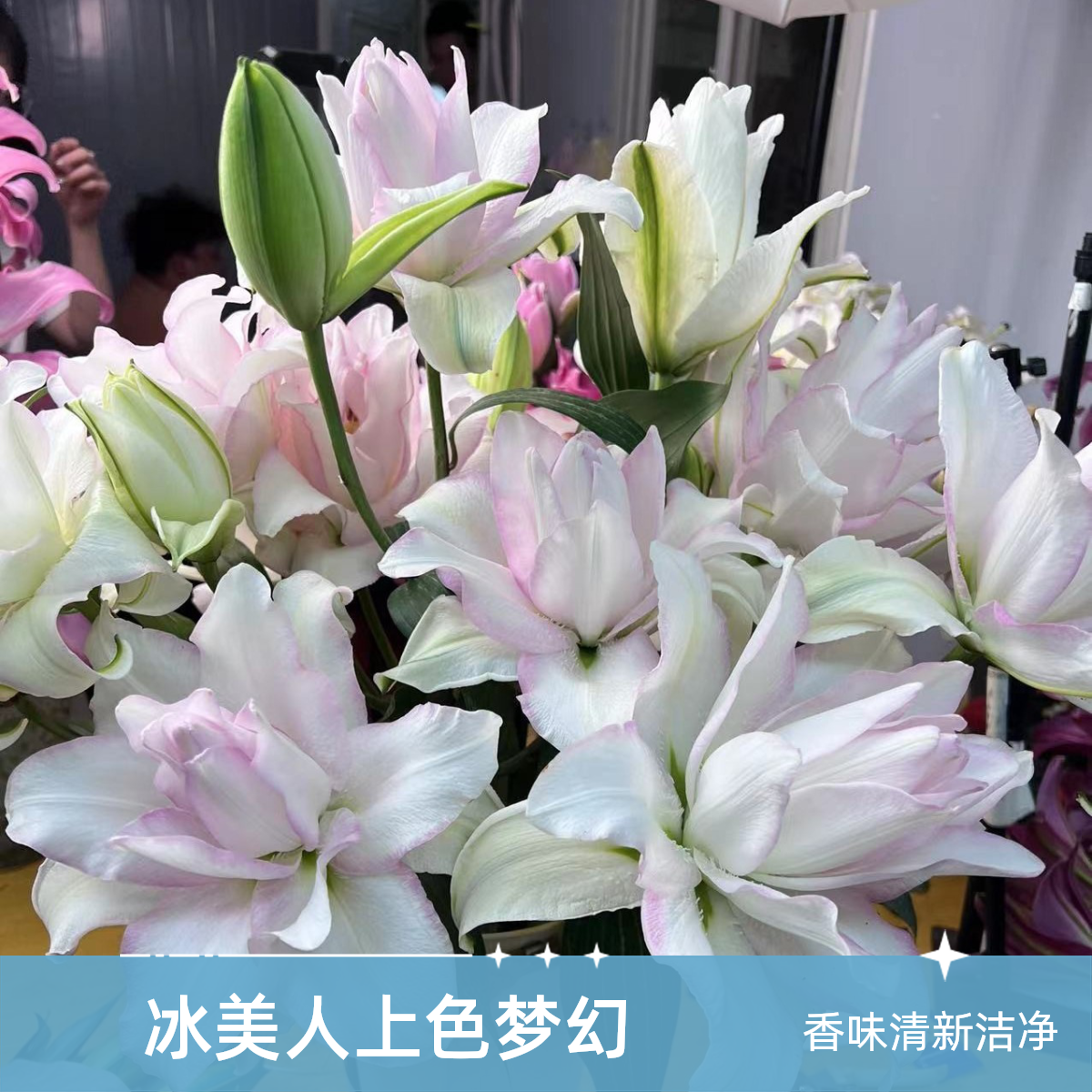 《优选》冰美人 冰清玉洁 上色根据地区