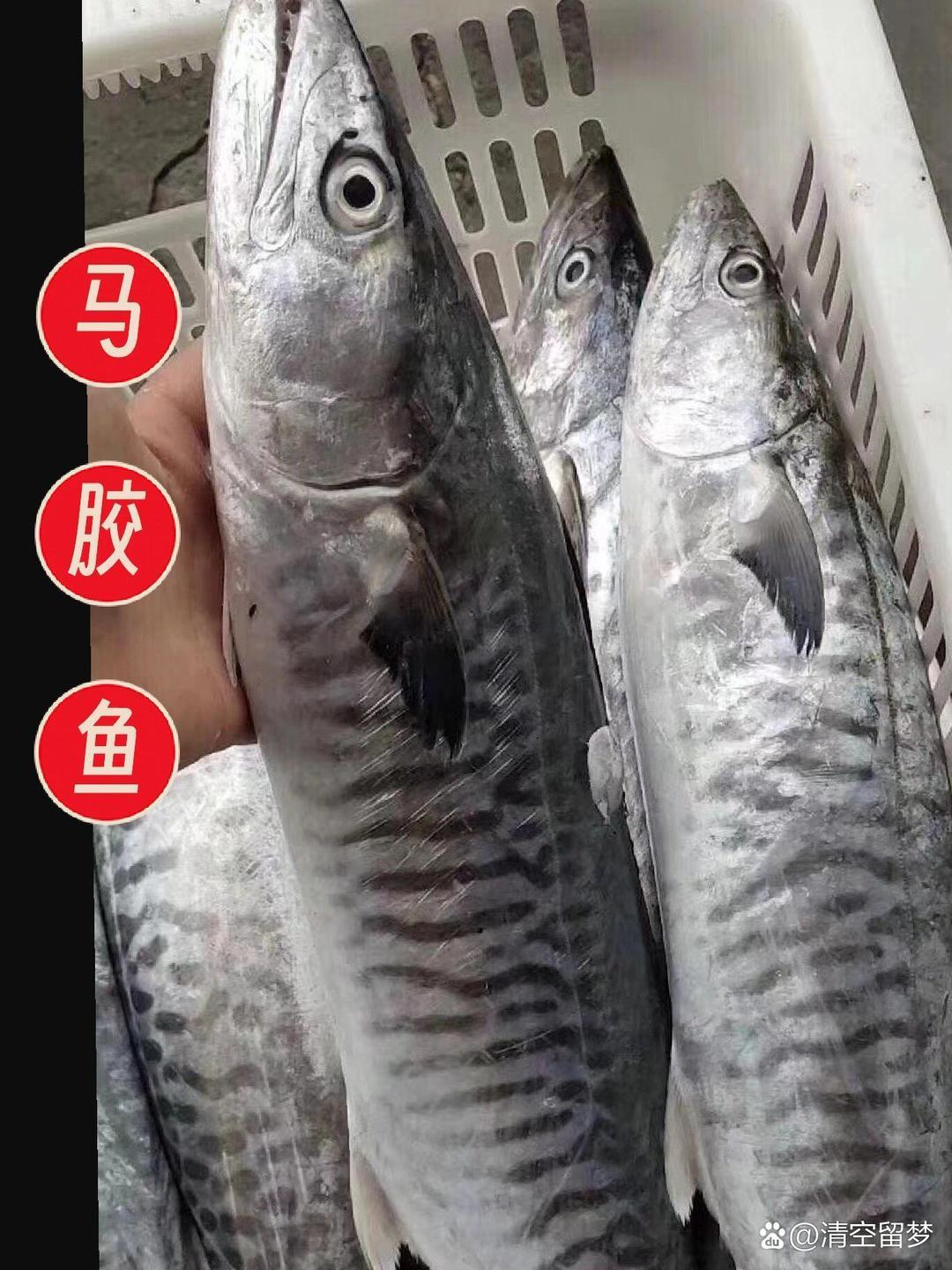 广西北海电建码头马鲛鱼