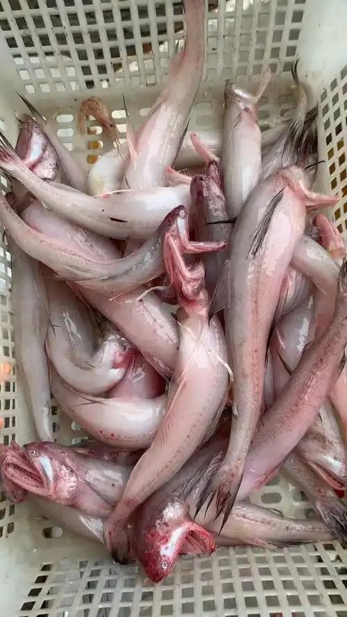 广西北海电建码头豆腐鱼