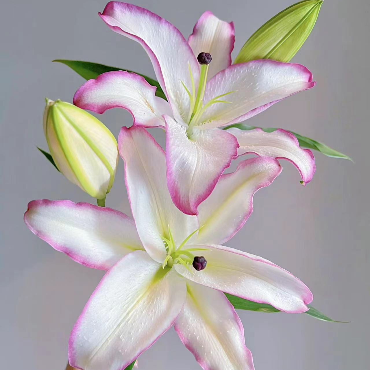 小起【唇彩香水百合】云南基地直发 家用鲜切花 提升家居氛围