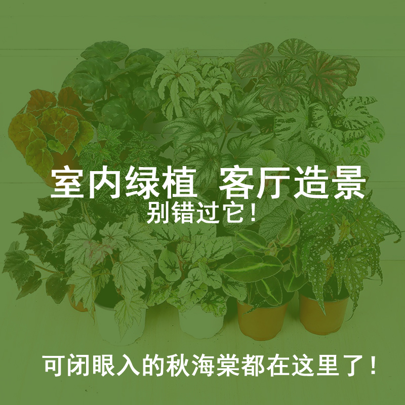 【直播间专用】锦化植物秋海棠海芋竹芋合果芋蔓绿绒绿植