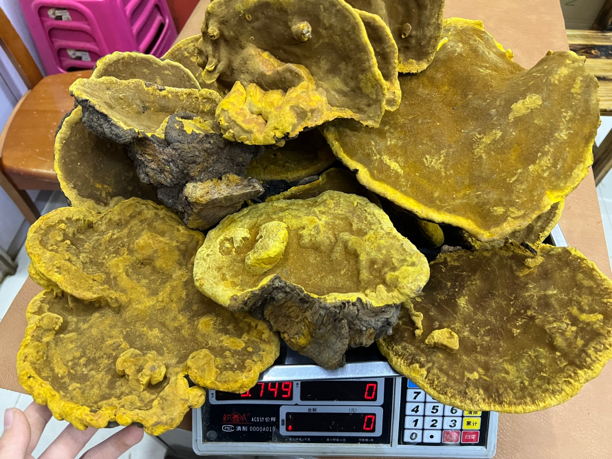 灵芝桑黄灵芝精选一斤装
