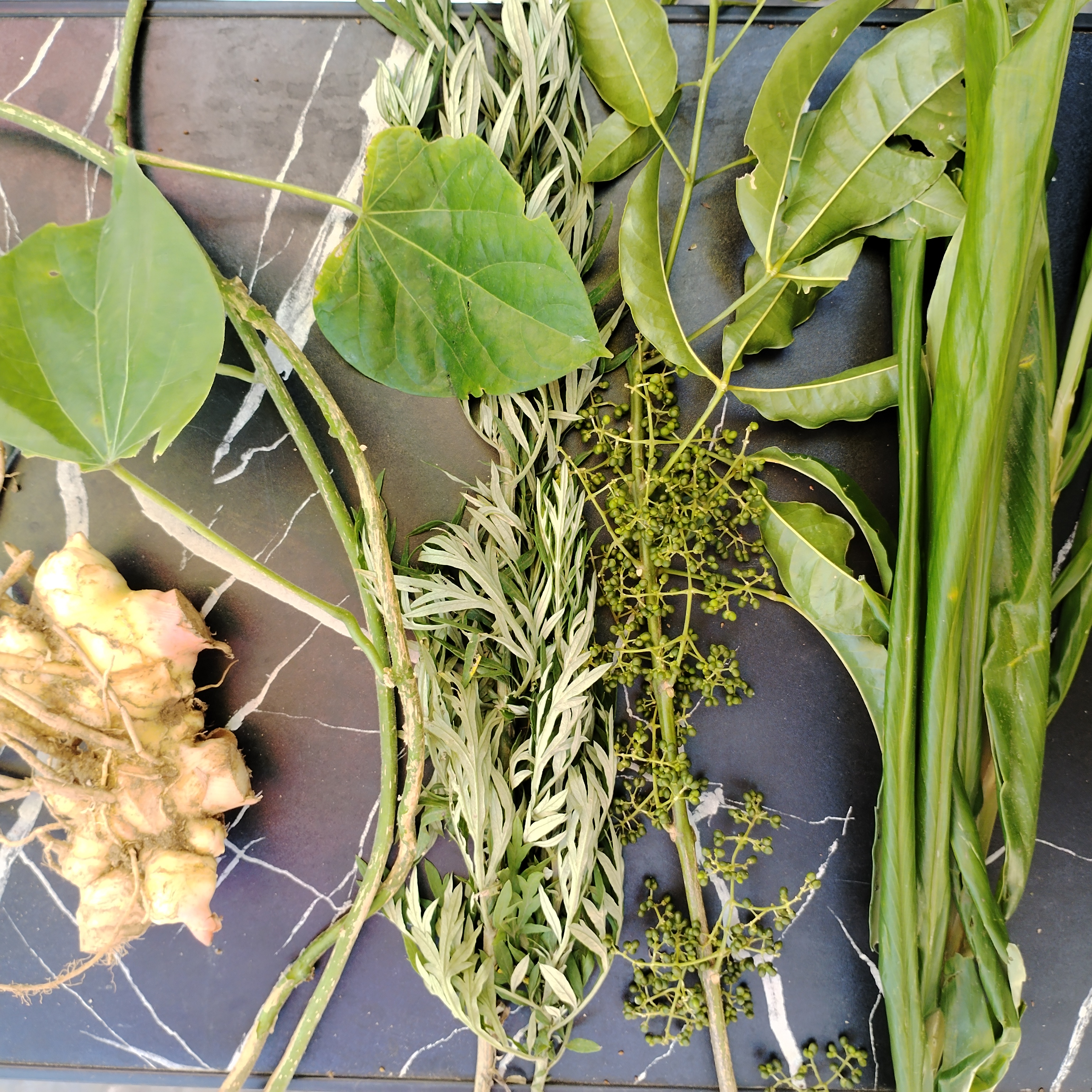 三叉苦风姜宽筋藤艾草姜叶五组合