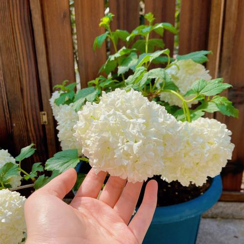 欧洲木绣球盆栽绿植绣球花木本绣球绣球花盆栽，耐热，耐寒一物一拍