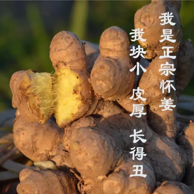 河南焦作怀姜/1斤3斤/5斤上等怀姜新鲜生姜老黄姜农家月子姜香辣