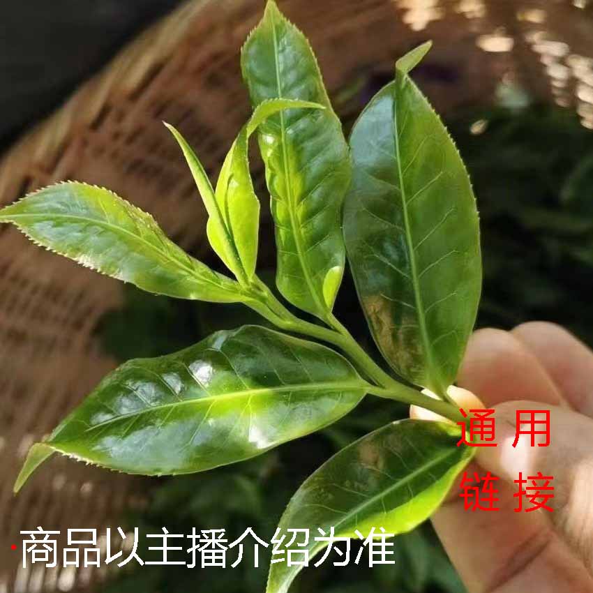 【大文茶叶】福利通用链接（9号）