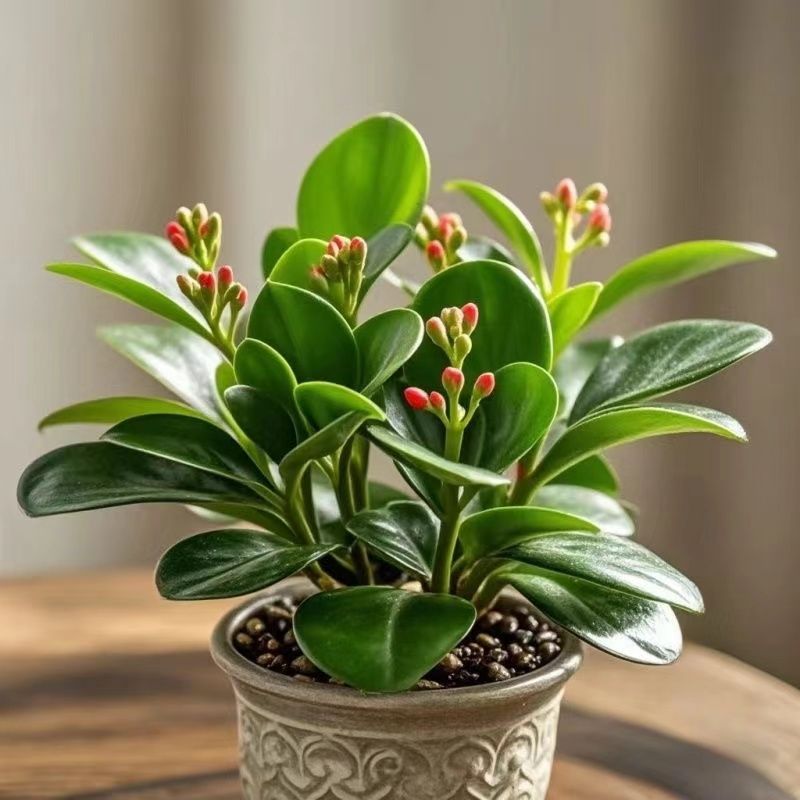 活动热销】新品碧玉花卉绿植四季开花室内植物好养活的绿植