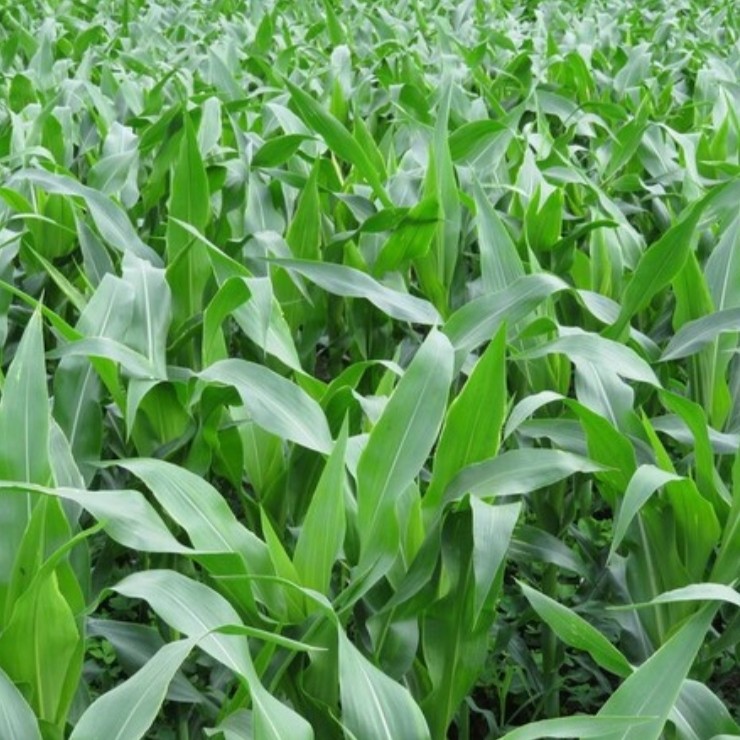 玉米肥料组合配两套四氢嘧啶加激健