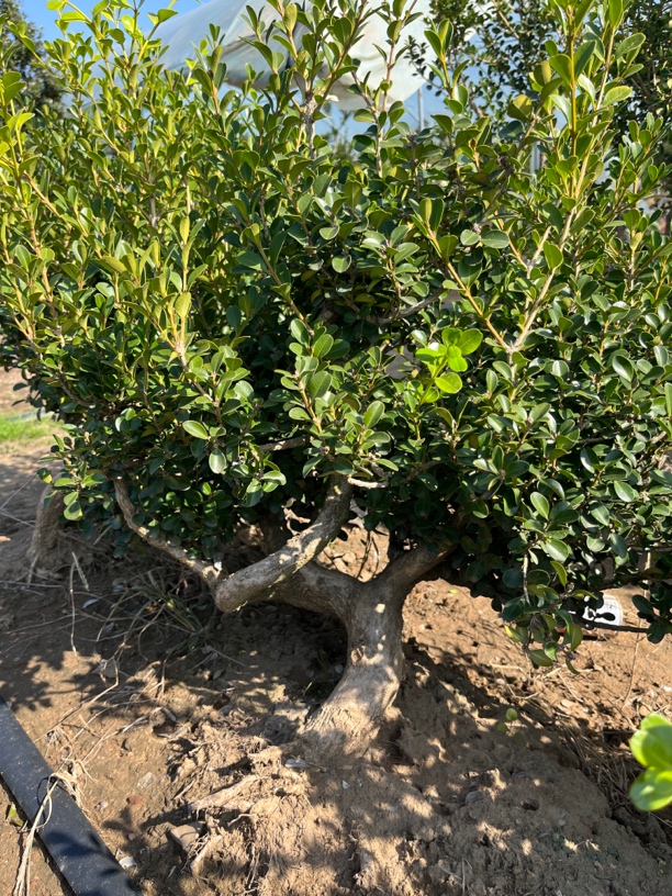 沭阳本地童子功素材桩订木架发货