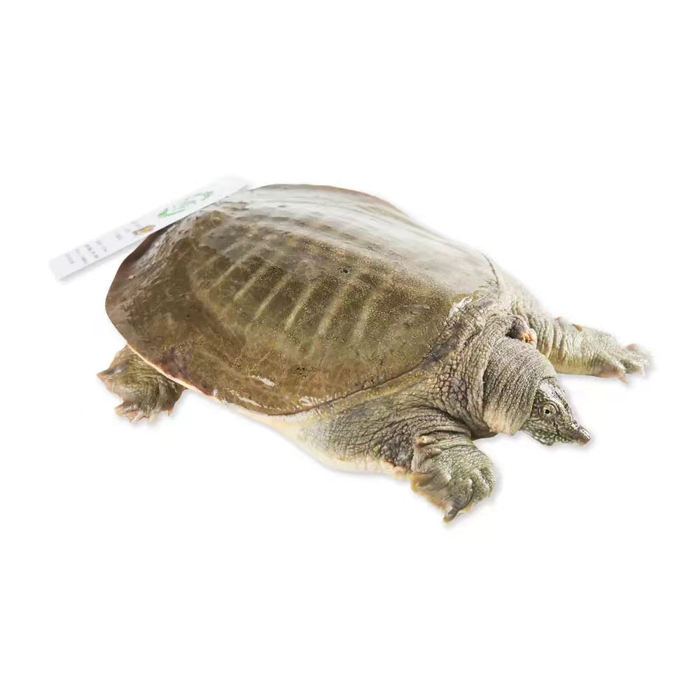 【鲜活】甲鱼（生态放养） 多规格可选