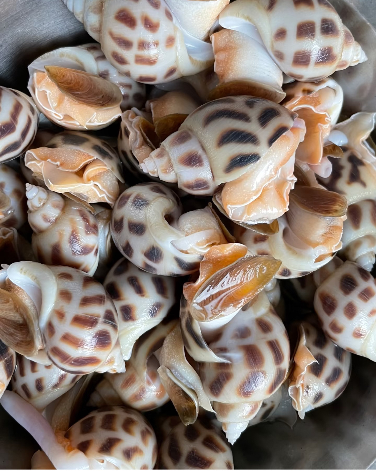 【鲜活】花螺250g 