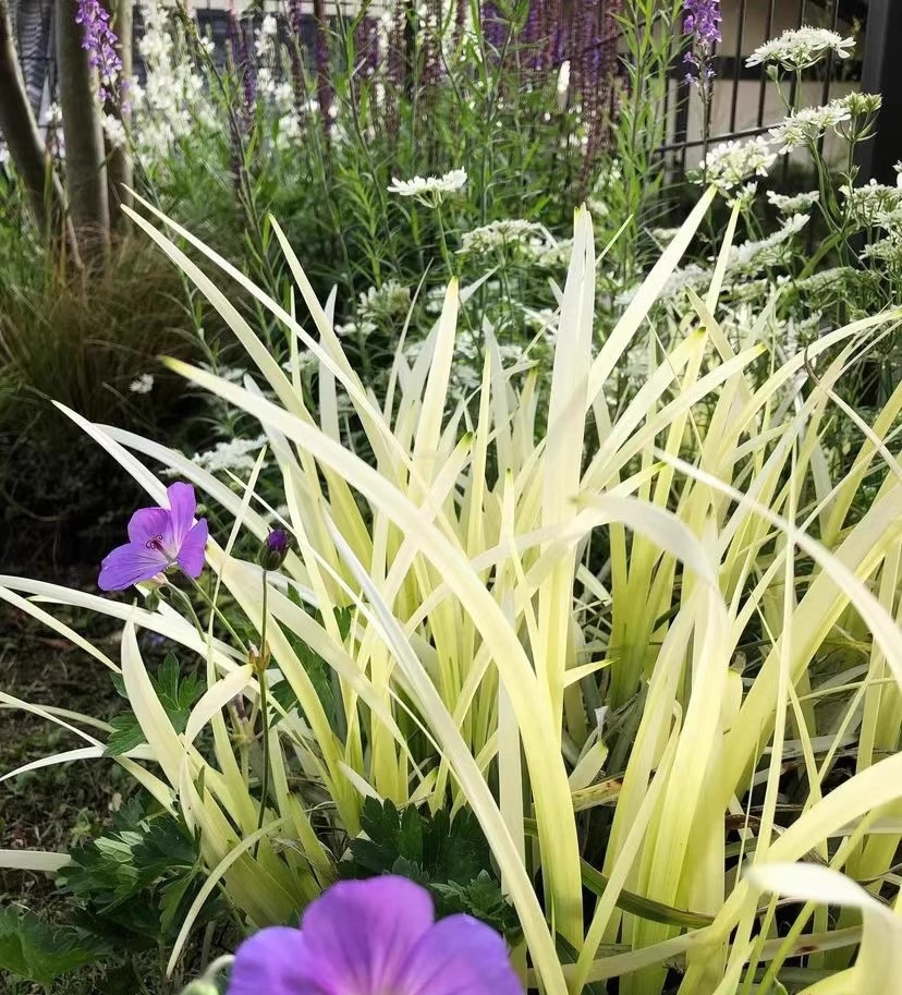 【1物1拍】英国山麦冬2加仑盆栽/纯金啤酒---耐热耐寒多年生观赏草