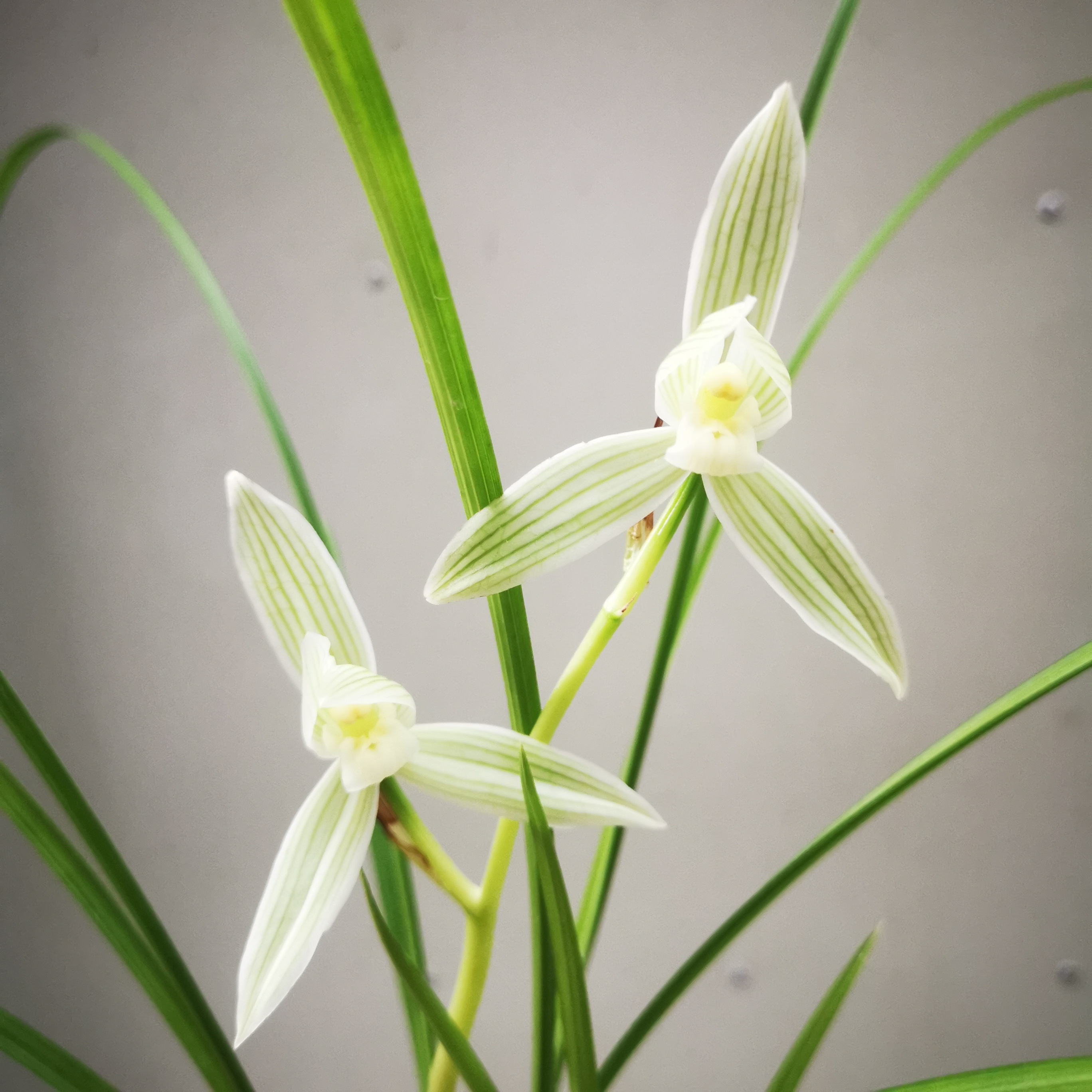 碧龙玉素莲瓣兰经典老种素花叶资优美高花杆无需春化好养易活细叶