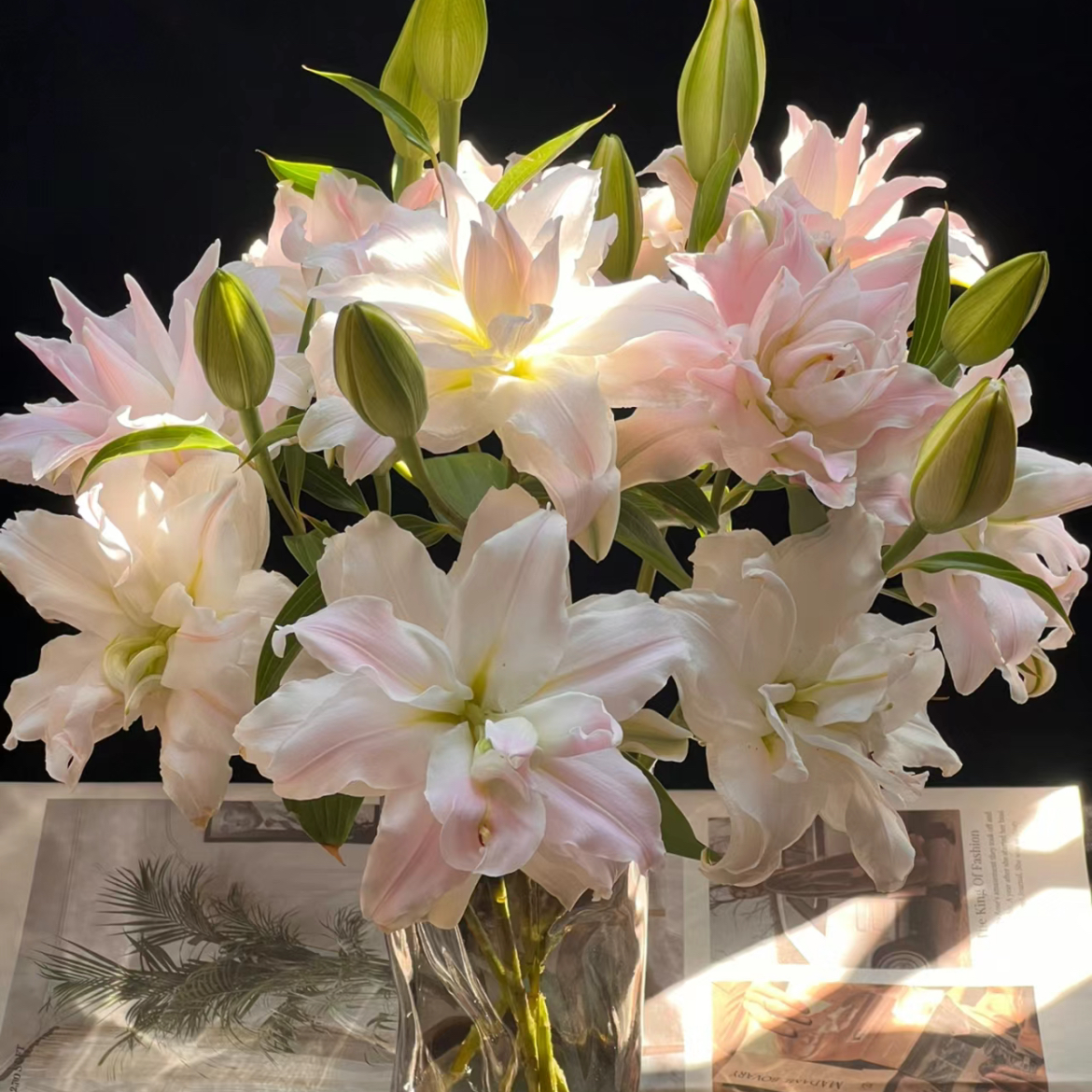 【杨鹏鲜花】女神 重瓣香水百合 云南鲜花包邮