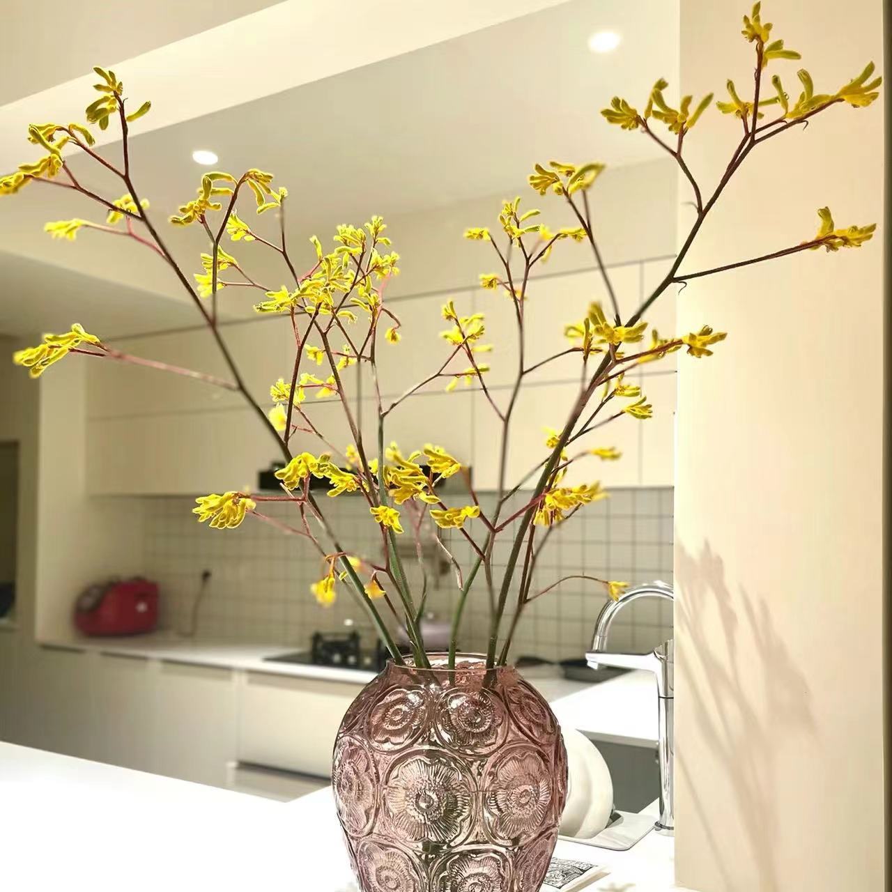 【杨鹏鲜花】袋鼠爪 “抓金小能手 八方来财” 云南鲜花包邮