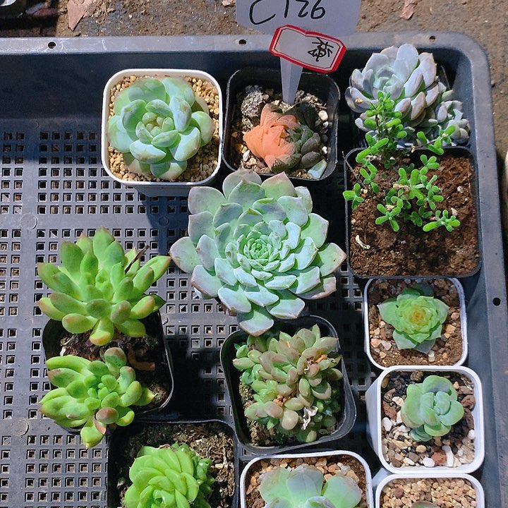 126号多肉植物园艺