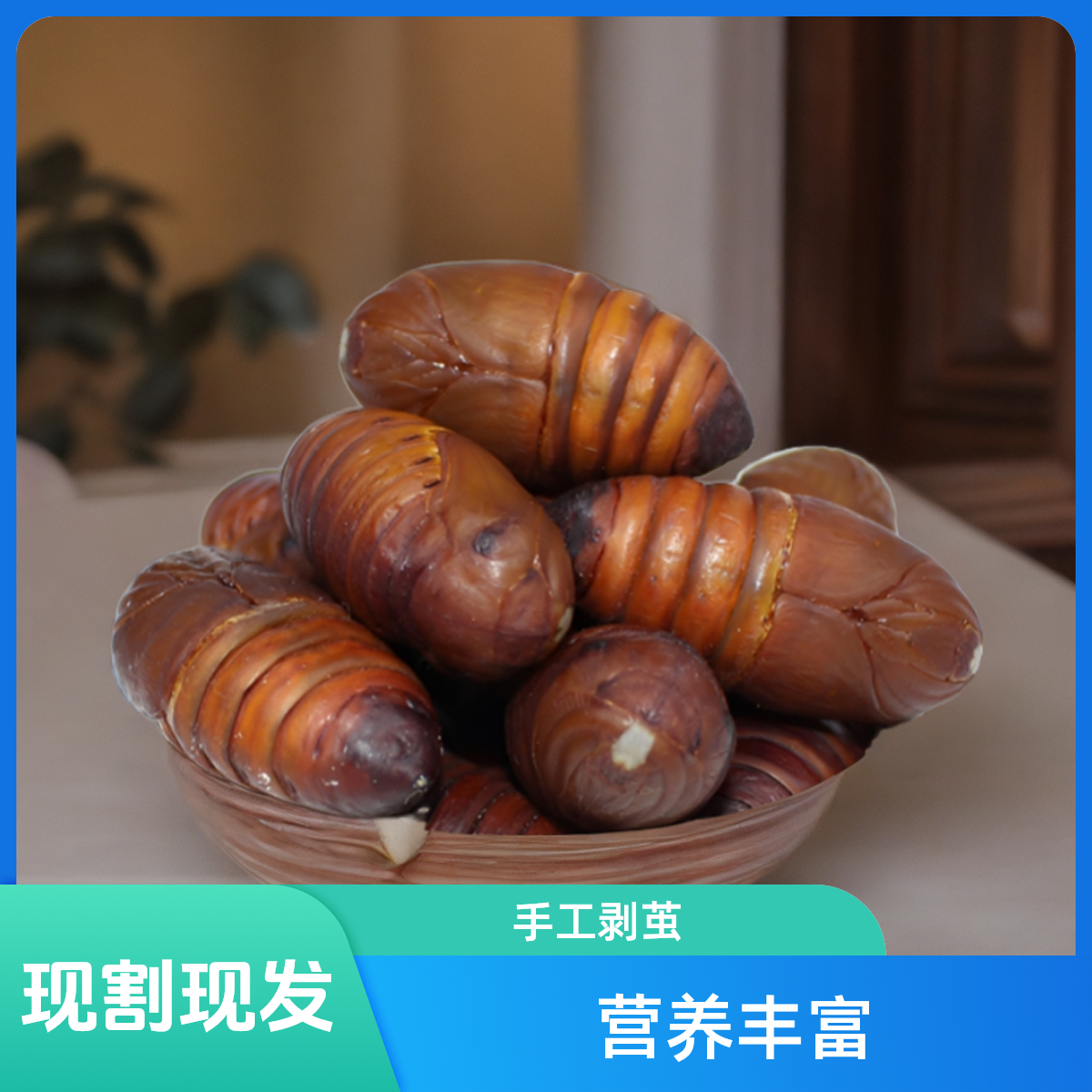 直播福利 蚕蛹3cm+东北特产新鲜蚕蛹鲜活茧蛹蝉蛹升白顺丰发货