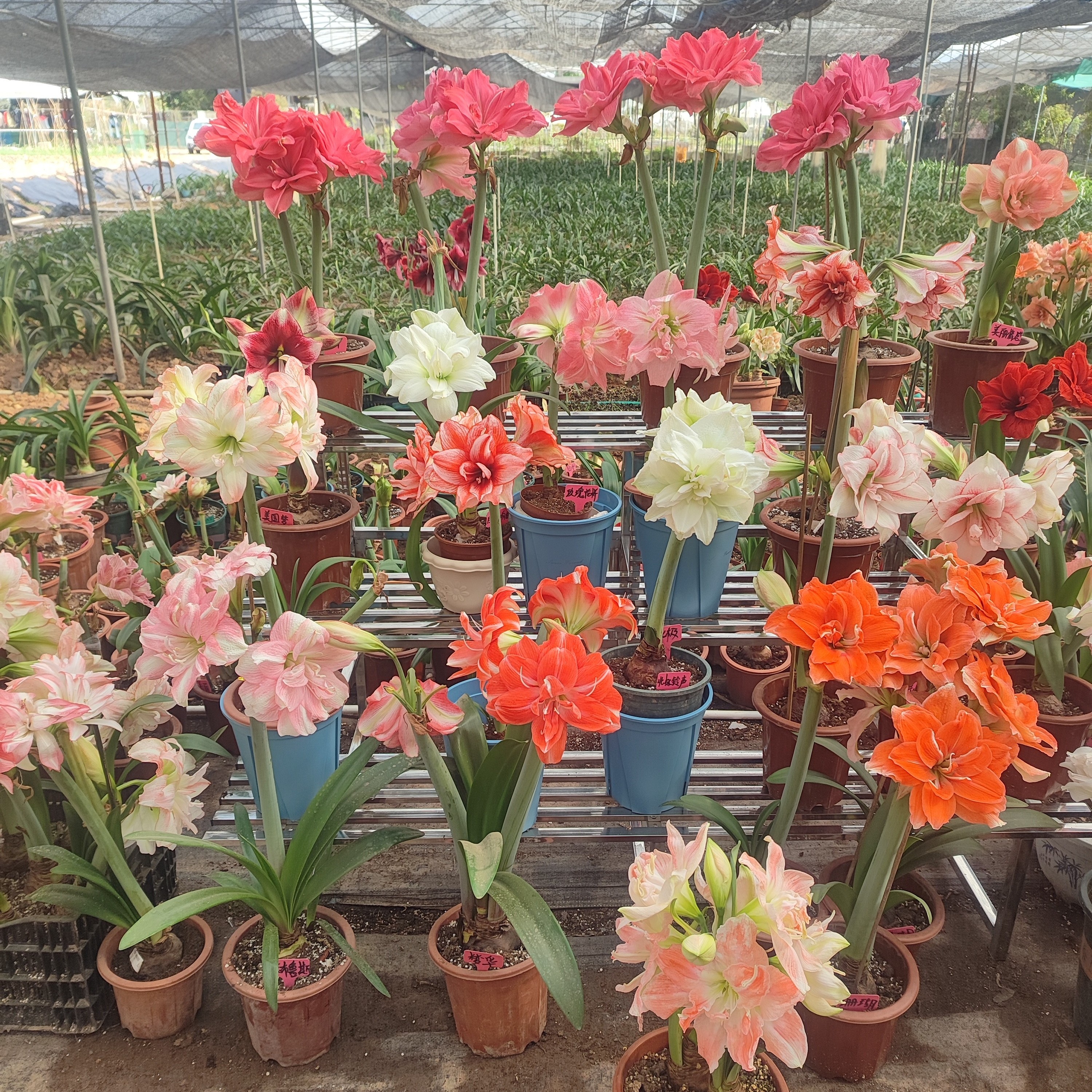 随机白肋盲盒朱顶红 精品开花球满60包邮 图片为花友的示范图