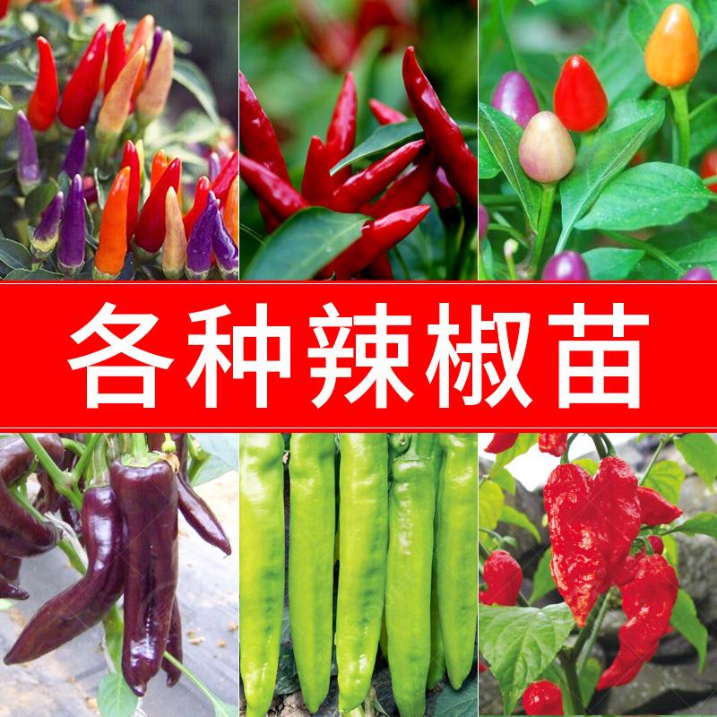 直播随机辣椒苗螺丝椒二荆条薄皮椒朝天椒小米椒