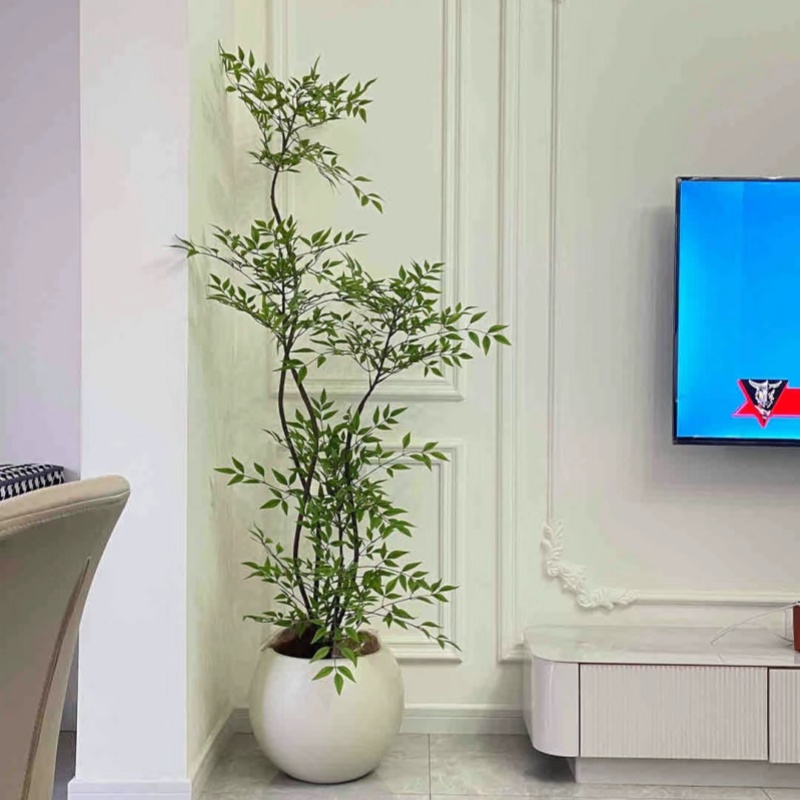 丛生南天竹老桩盆栽盆景客厅室内网红大绿植花卉庭院观叶造景植物