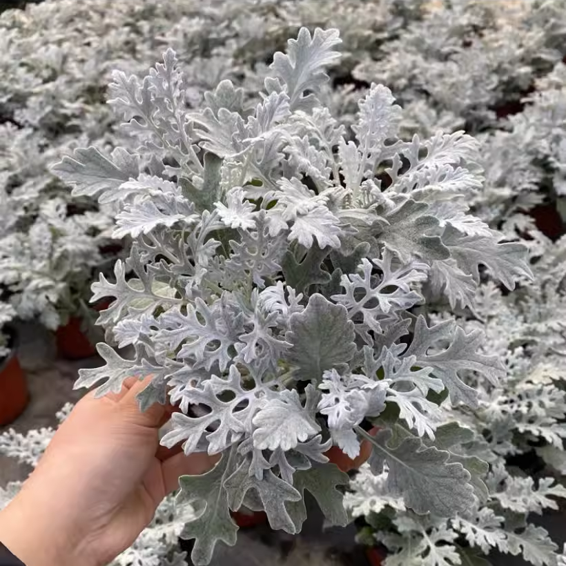 银叶菊盆栽雪叶菊花苗耐寒植物阳台庭院花园景观耐寒四季花卉绿植