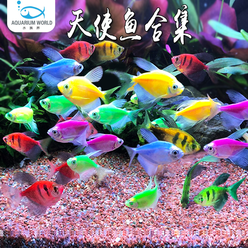 天使仙水族鱼缸观赏鱼小型热带鱼淡水草缸群游鱼孔雀鱼斑马鱼米奇