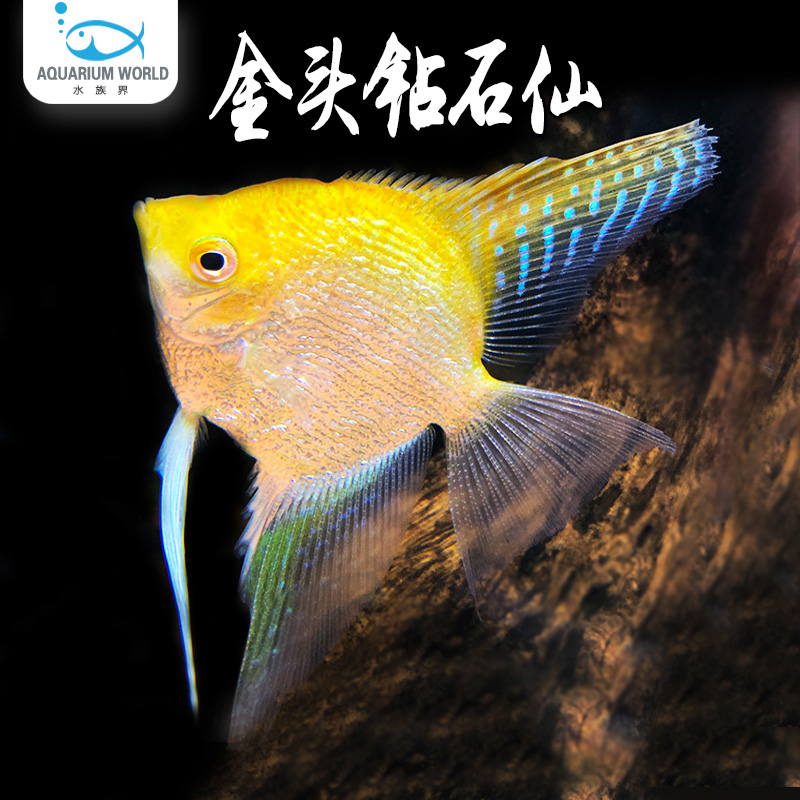 金头钻石仙神仙鱼水族鱼缸观赏鱼热带鱼淡水金仙新手鱼混养孔雀鱼