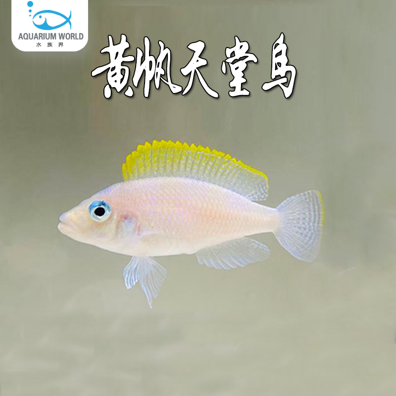 黄帆天堂鸟鱼水族鱼缸观赏鱼热带淡水鱼非洲三湖慈鲷卷贝入门坦鲷