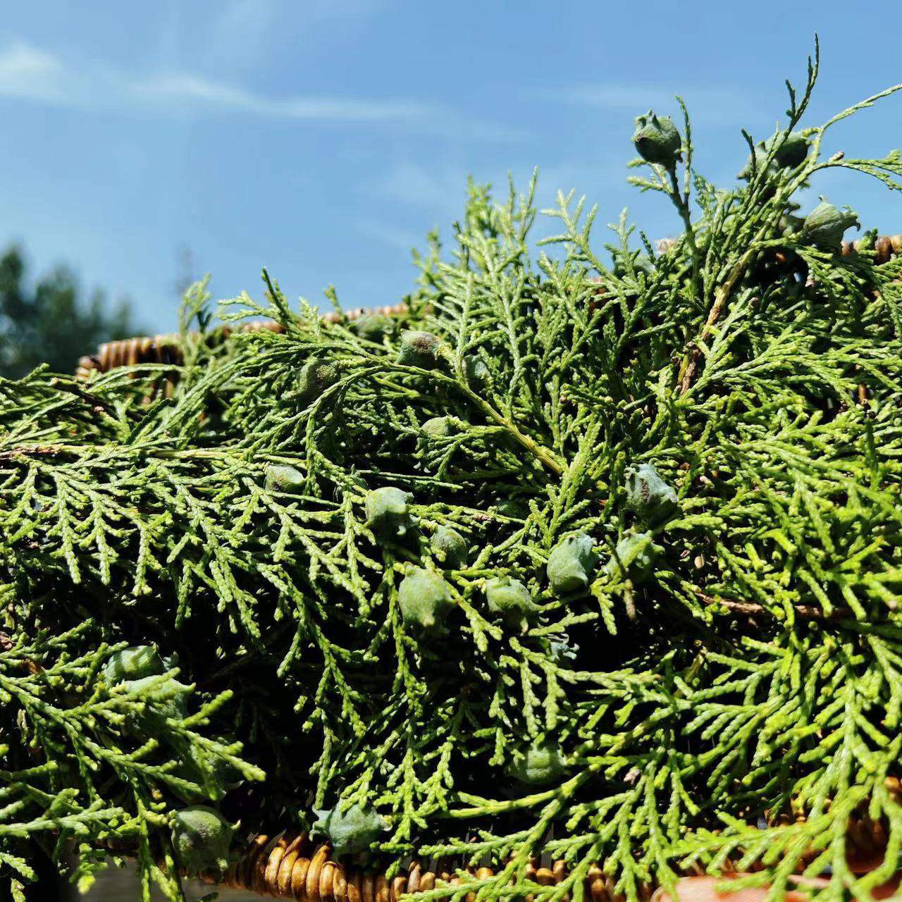侧柏叶草本植物家居用品家庭日用品