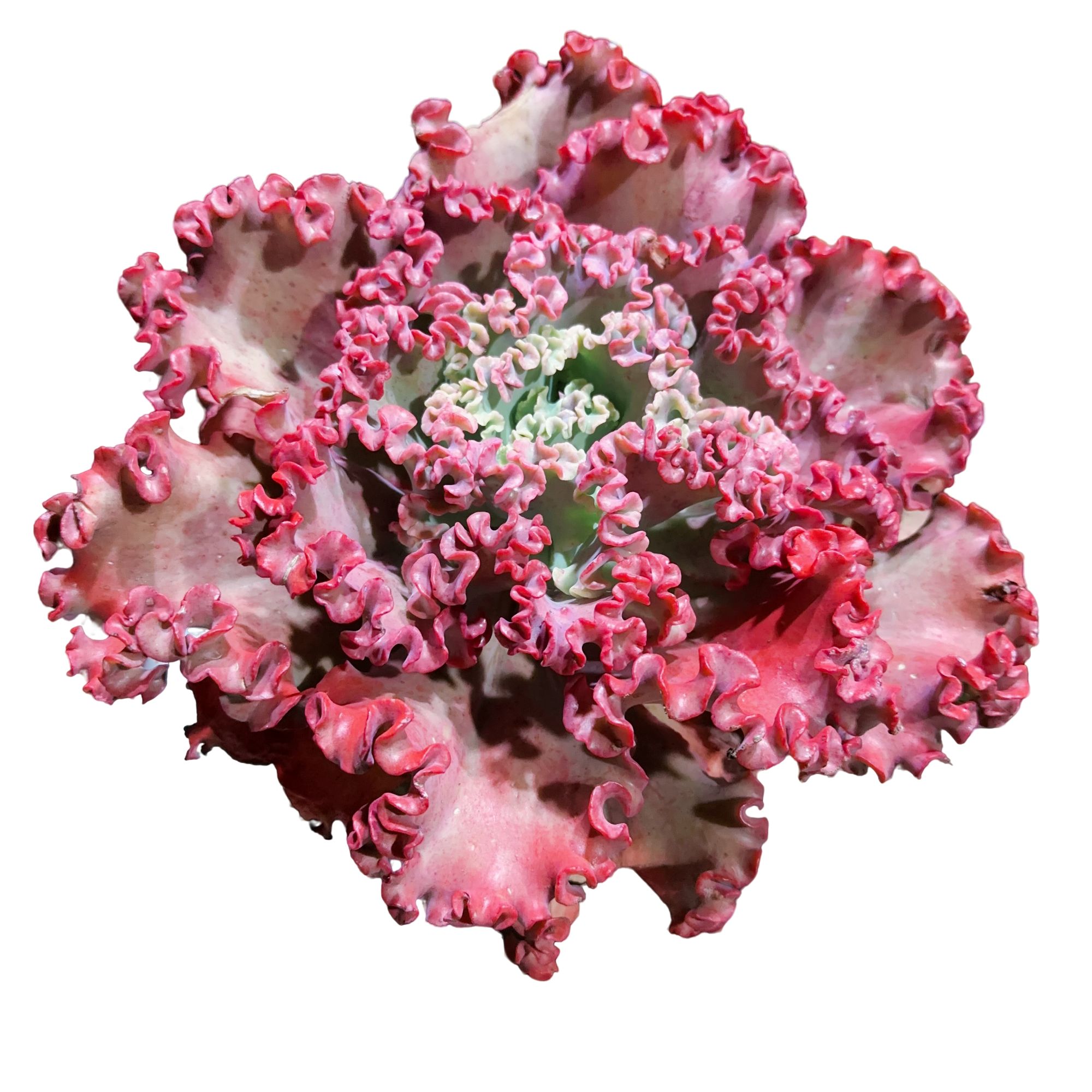 精品多肉植物   婚纱花笠