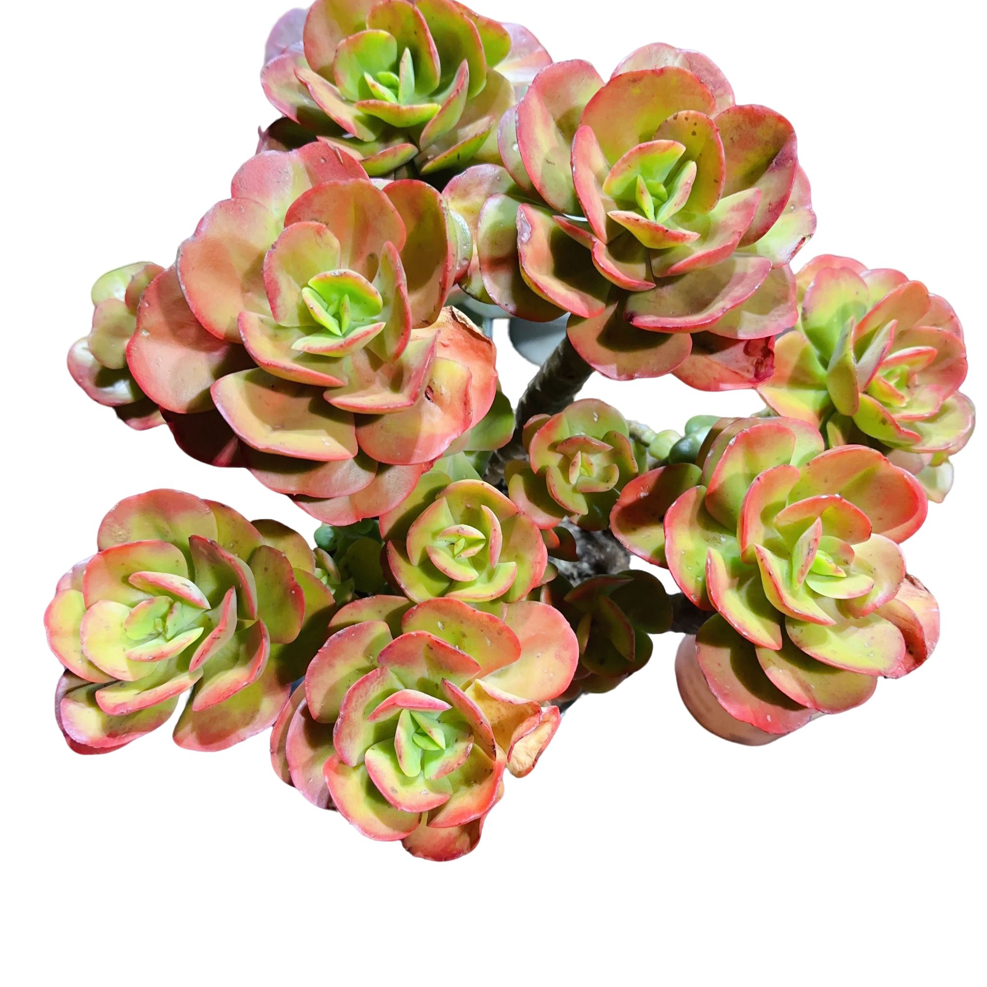 精品多肉植物   红梅