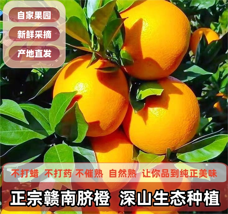正宗赣南脐橙现摘新鲜手剥甜橙子江西赣州冰糖橙孕妇当季精品水果