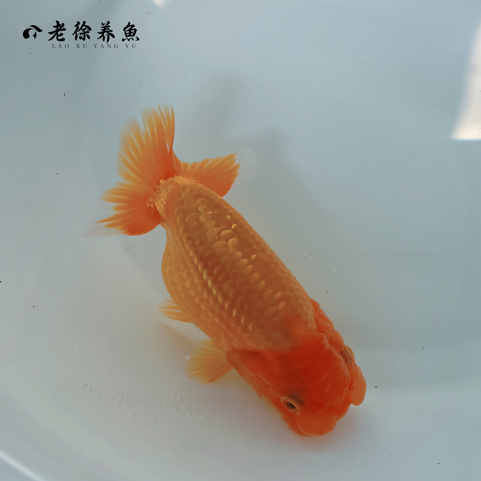 日寿金鱼协会系成鱼观赏鱼发货活体