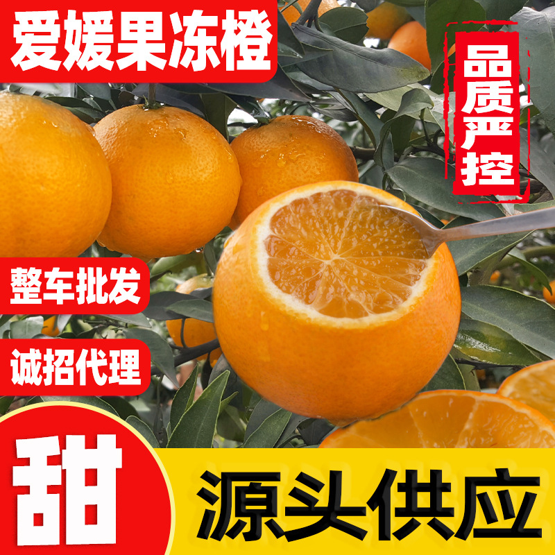 爱媛果冻橙四川号现摘薄皮手剥橙新鲜水果整箱包邮