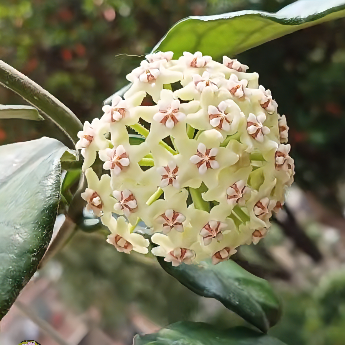 大方叶球兰 开花球兰 垂吊爬藤 四季盆栽 开花植物夏季春季栽培