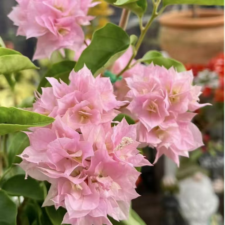 【重瓣粉】三角梅耐寒四季勤花爬藤爆花机器