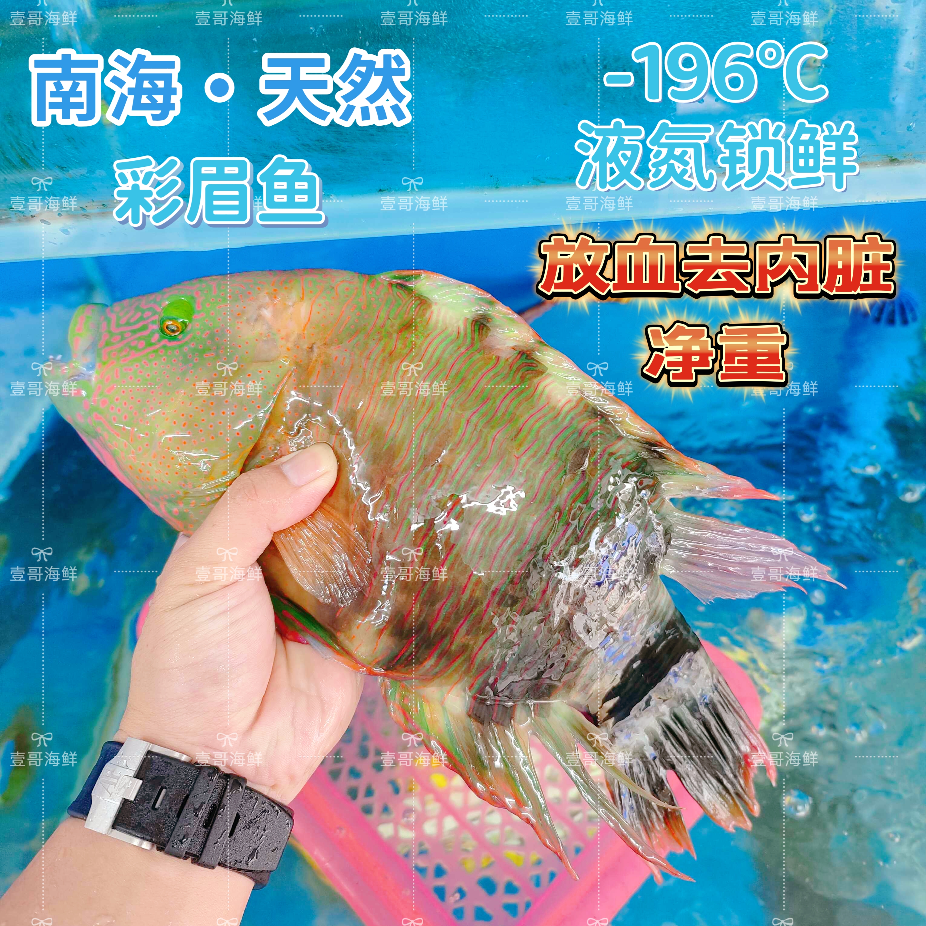 海南西沙蓝骨彩眉鱼非苏眉鱼天然海鱼新鲜捕捞急冻锁鲜海鲜水产