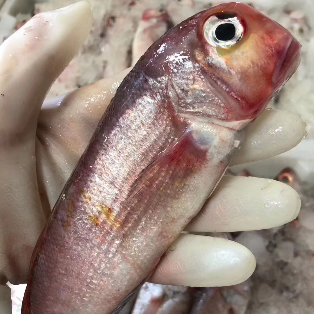 【眼镜妹】舟山本港深海马头鱼方头鱼 .