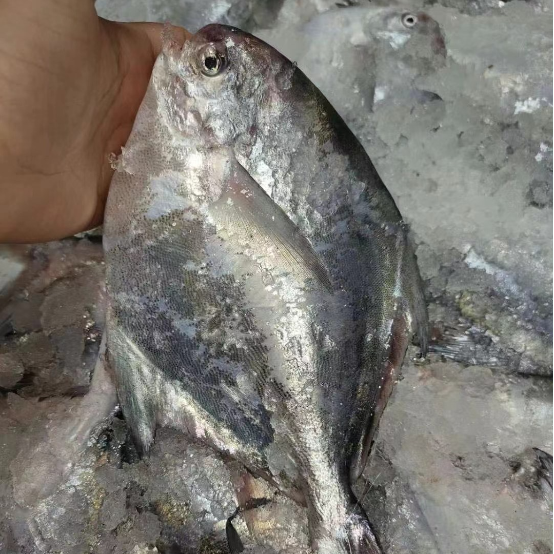 舟山本港白鲳鱼银鲳鱼流网鲳一斤3条款