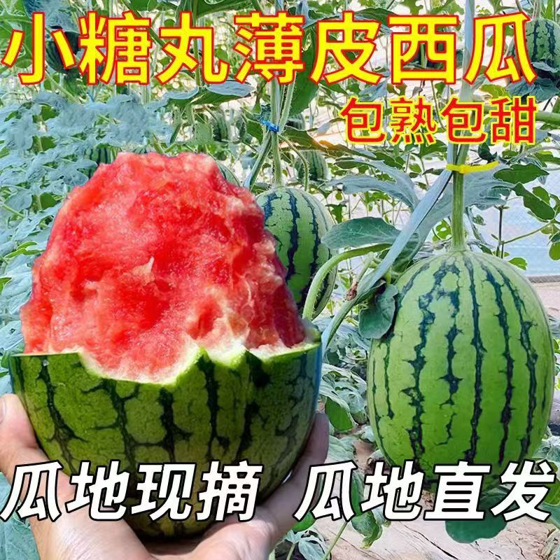 麒麟西瓜新鲜水果当季冰糖西瓜薄皮现摘现发整箱
