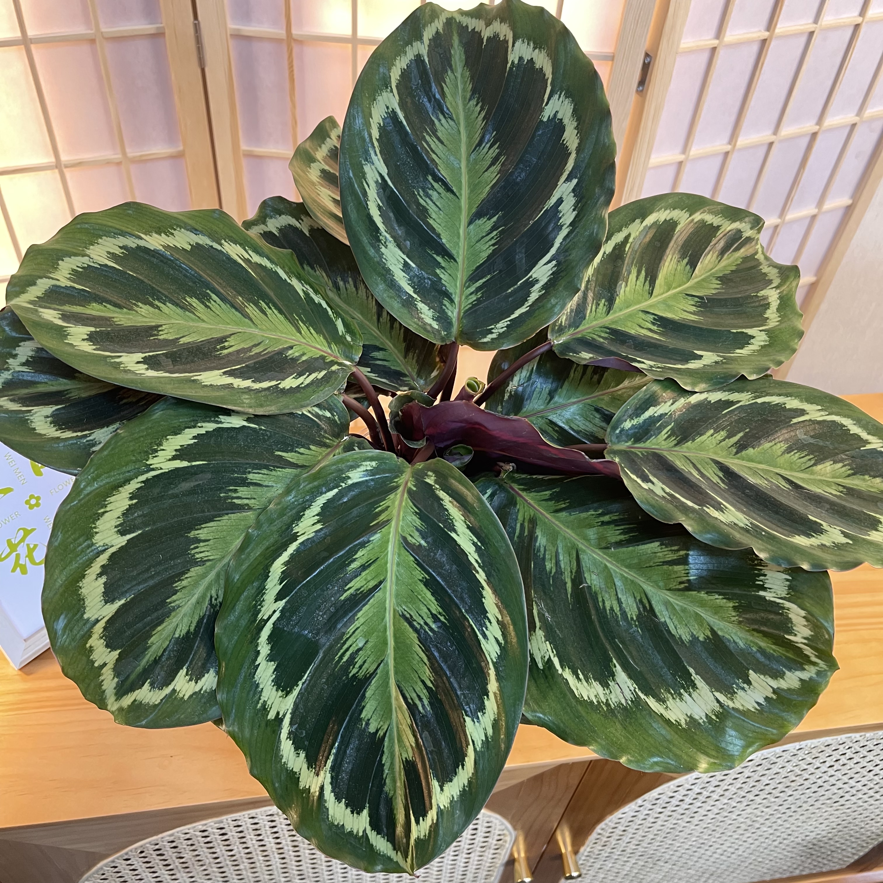 彩虹竹芋网红盆栽绿植观叶植物好养吸甲醛办公室客厅盆栽美观前台