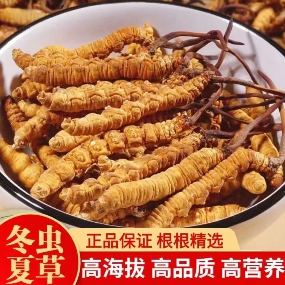 【西藏那曲】冬虫夏草正品虫草干货礼盒装野生正宗泡酒材料头期营养