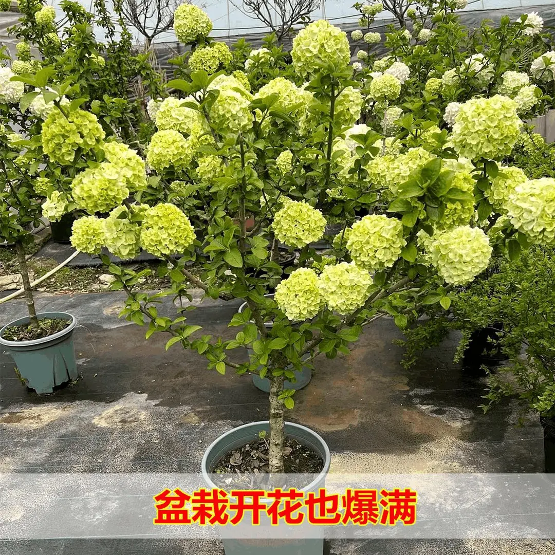 中华木绣球斗球独杆棒棒糖型盆栽地栽庭院别墅耐寒大花斗球风景树