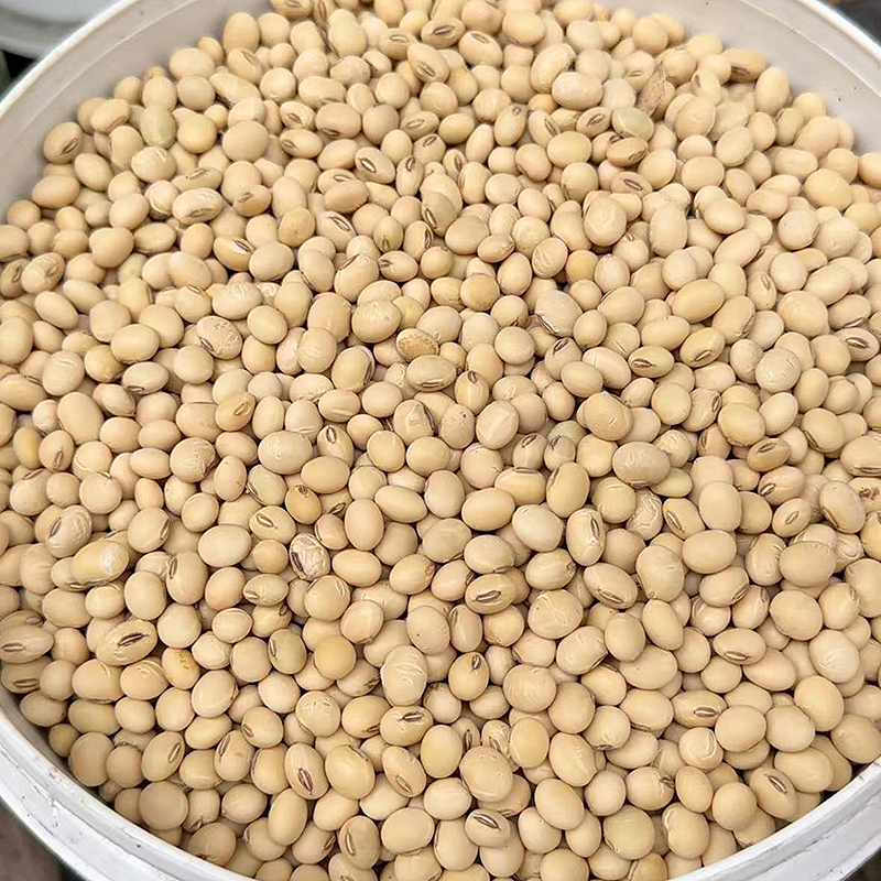 赣南农家黄豆青皮黄豆自然晒干