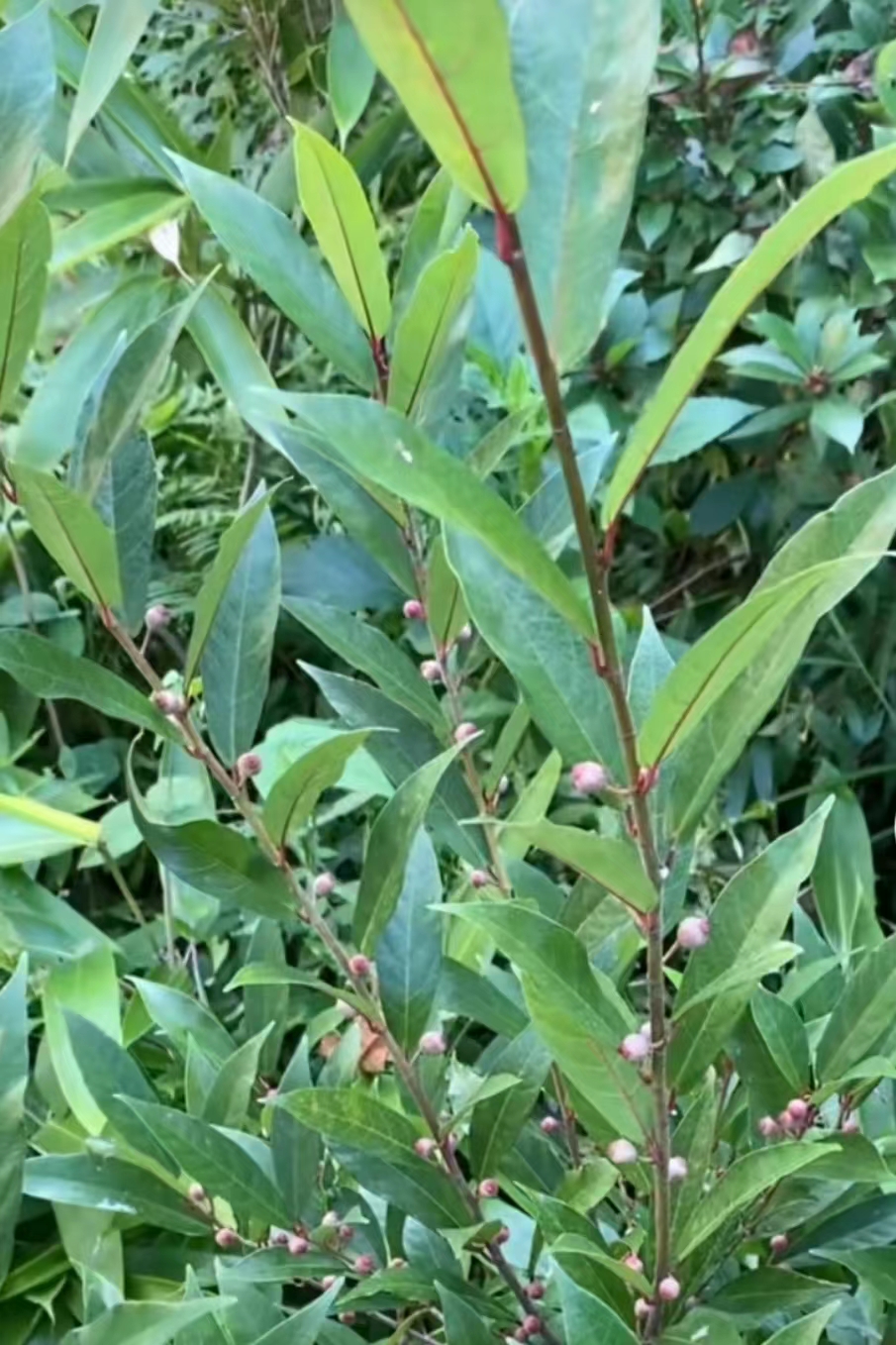 【张近土特产】粤北大山白花牛奶根煲汤煮水